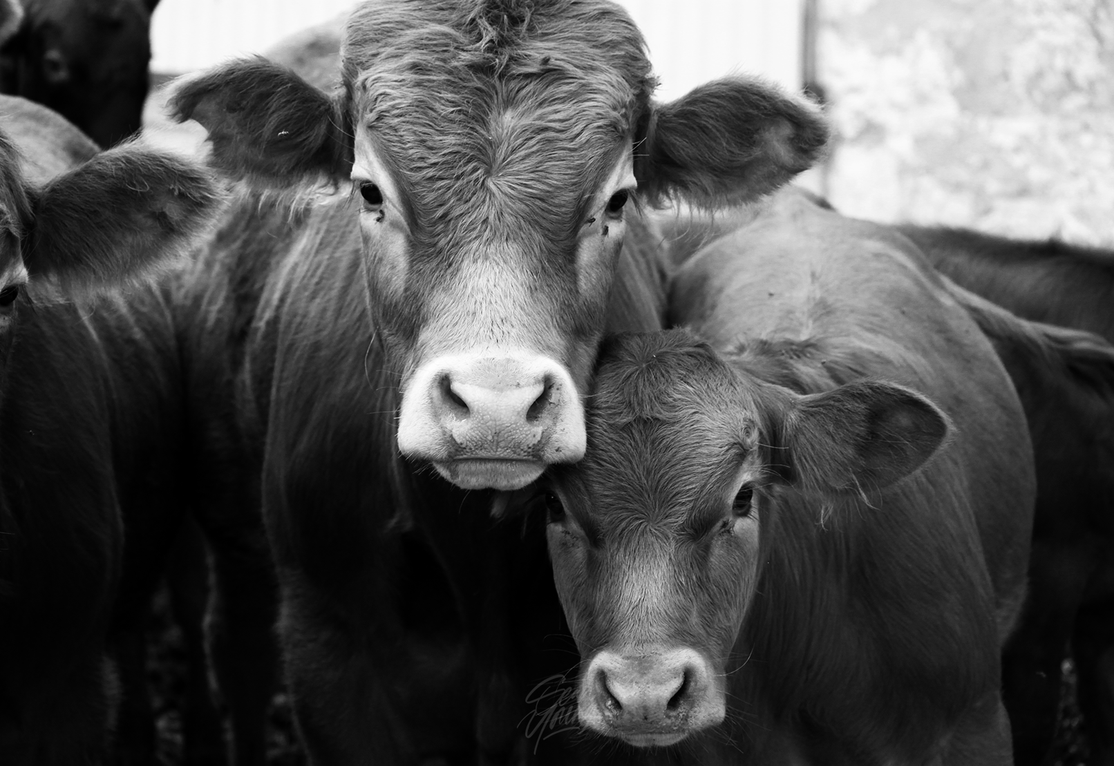 CATTLE: ONTARIO FARMLAND