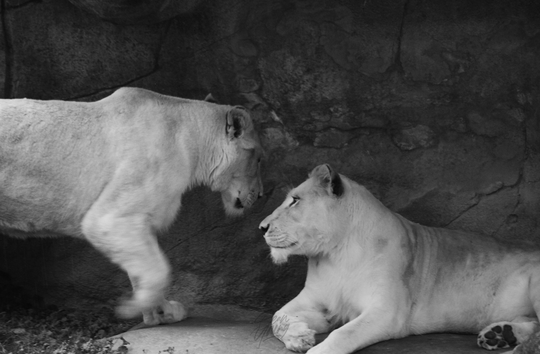 LIONS: TORONTO, CANADA