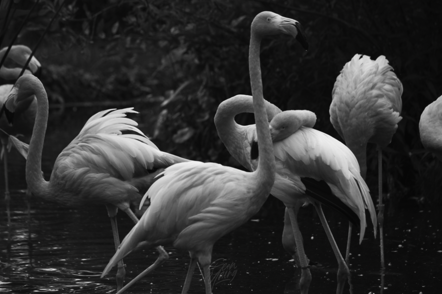 FLAMINGOS: LAS VEGAS, USA